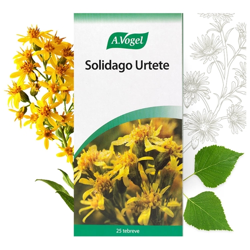 Solidago Urtete - 25 breve